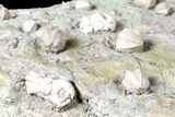 Blastoid, Rugose Coral and Crinoid Fossil Association - Illinois #134329-4